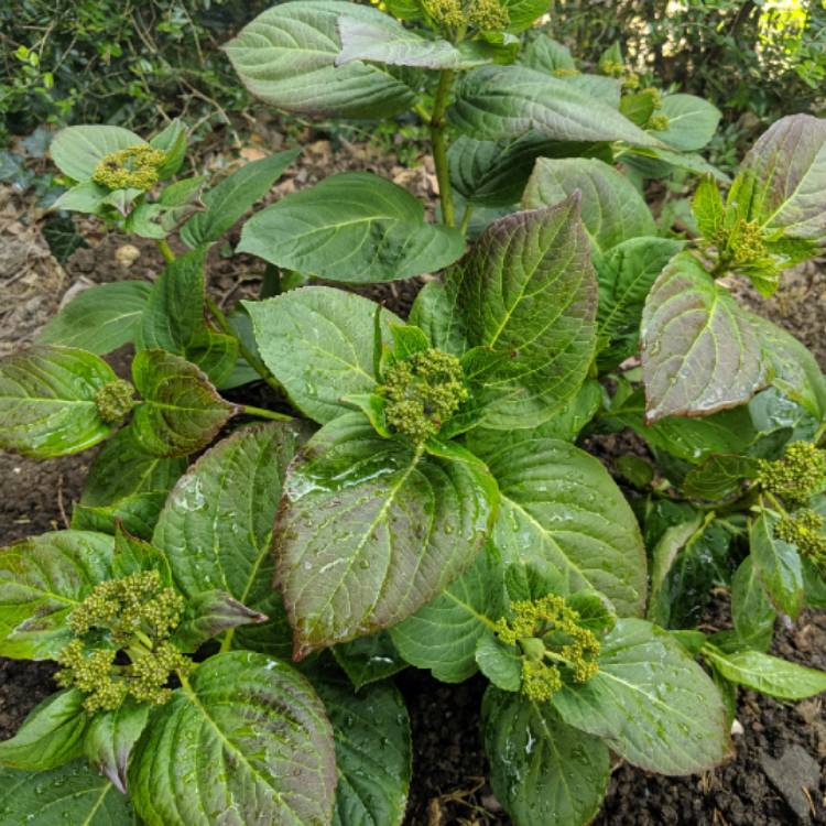 Plant image Hydrangea macrophylla 'Love'