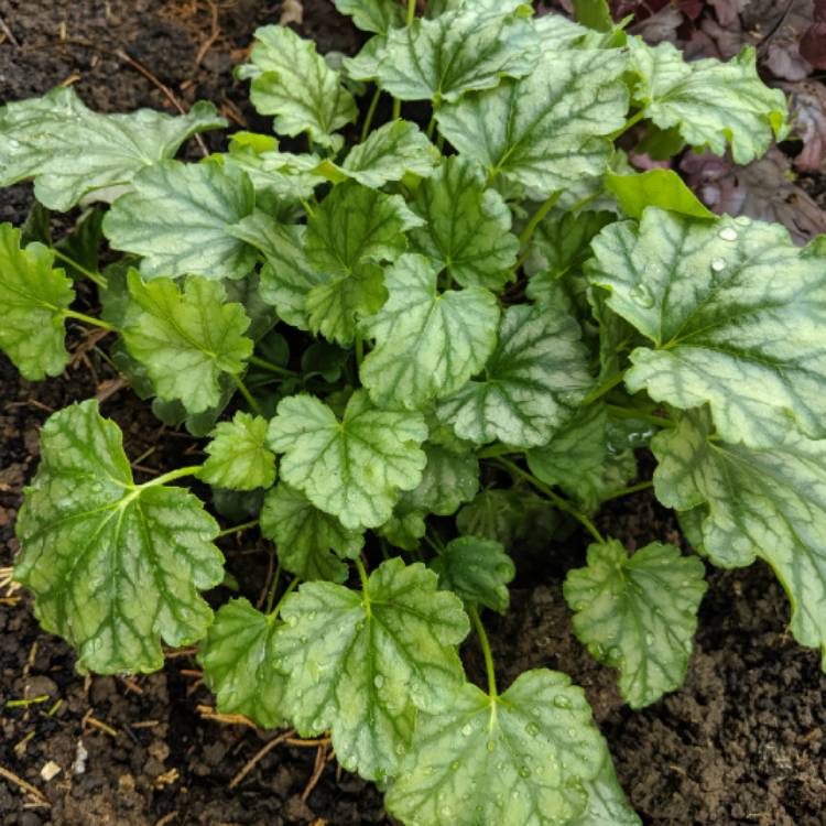 Plant image Heuchera americana 'Paris' syn. Heuchera 'Paris'