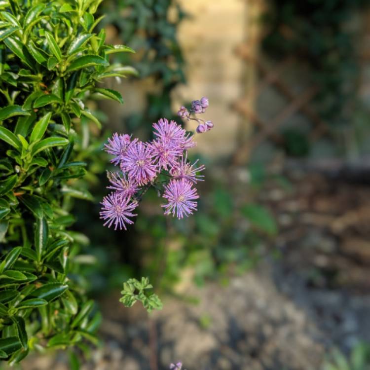 Plant image Thalictrum aquilegiifolium 'Thundercloud' syn. Thalictrum aquilegiifolium 'Purple Cloud'