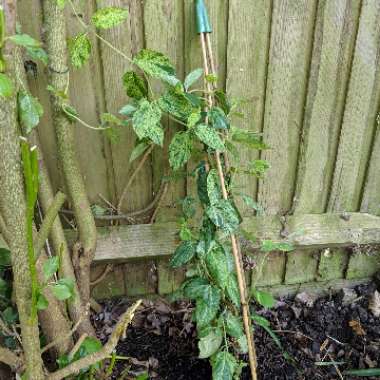 Lonicera japonica 'Mint Crisp'