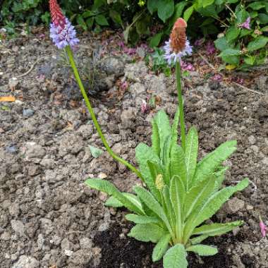 Primula vialii