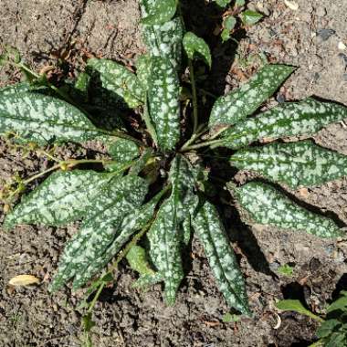 Pulmonaria 'Trevi Fountain'