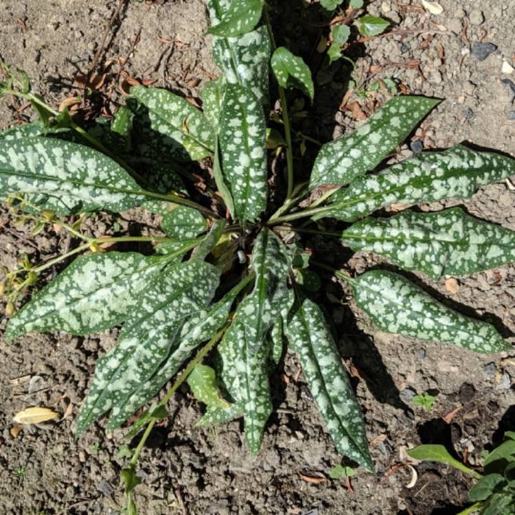 Plant image Pulmonaria 'Trevi Fountain'