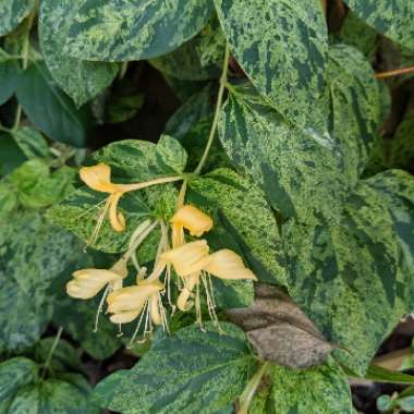 Lonicera japonica 'Mint Crisp'