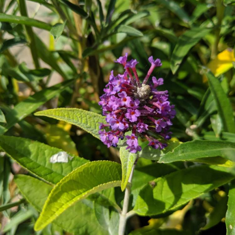 Plant image Buddleja 'Hinebud4' syn. Buddleja 'Dreaming Purple'