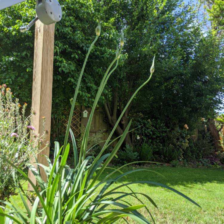 Plant image Agapanthus 'Blue Umbrella'