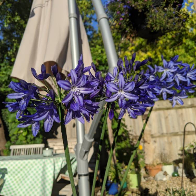 Plant image Agapanthus 'Blue Umbrella'