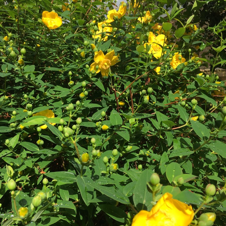 Plant image Hypericum kalmianum 'Gemo'