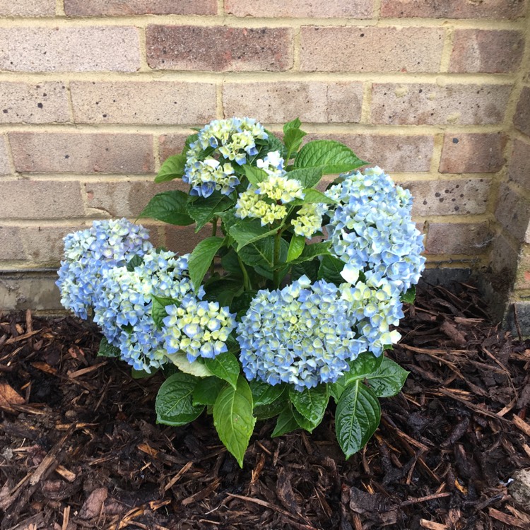 Plant image Hydrangea macrophylla 'Blue Danube'