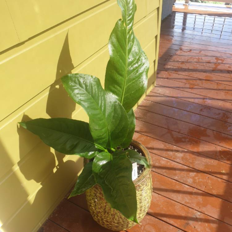 Plant image Anthurium hookeri syn. Anthurium huegelii, Anthurium neglectum