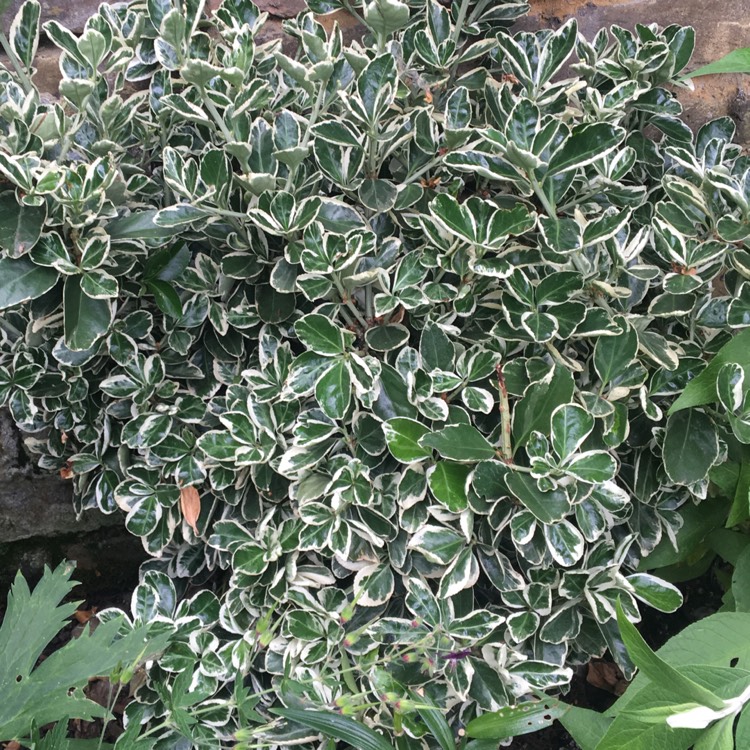 Plant image Euonymus japonicus 'Kathy'