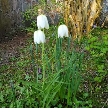 Poli's garden