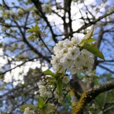 Cherry Tree