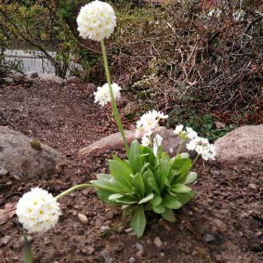 Drumstick primrose 'Alba'