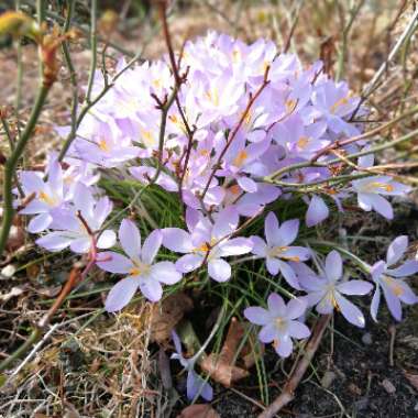 Crocus (Spring)