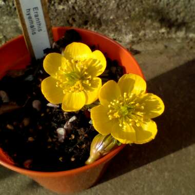 Eranthis hyemalis