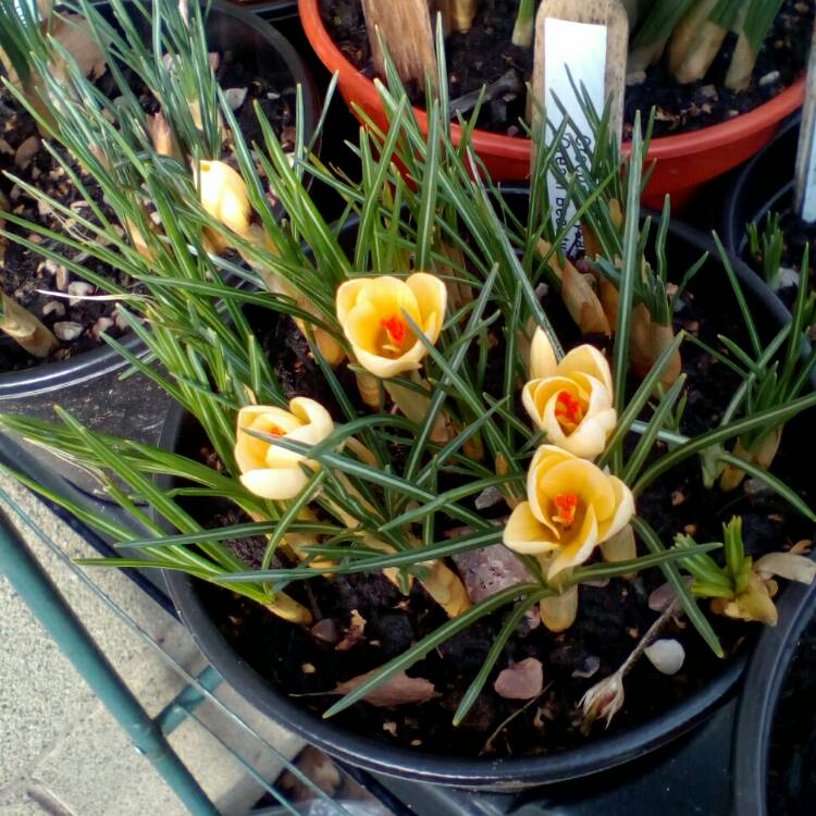 Plant image Crocus chrysanthus 'Cream Beauty'