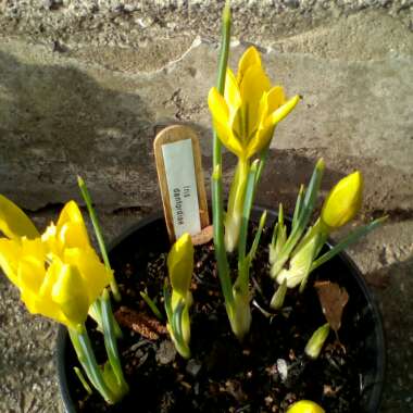 Iris danfordiae syn. Iris reticulata 'Danfordiae'