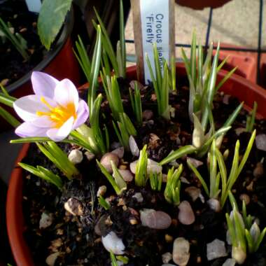 Crocus sieberi subsp. atticus 'Firefly'