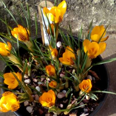 Crocus chrysanthus 'Gipsy Girl'