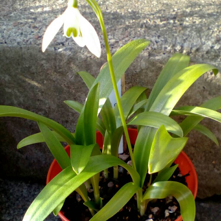 Plant image Galanthus woronowii