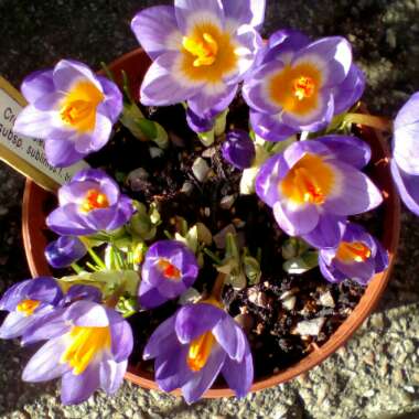 Crocus sieberi subsp. sublimis 'Tricolor' syn. Crocus sieberi subsp. sublimis f. tricolor