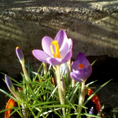 Crocus chrysanthus 'Blue Pearl' syn. Crocus biflorus 'Blue Pearl'