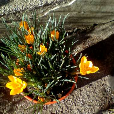 Crocus chrysanthus 'Fuscotinctus'