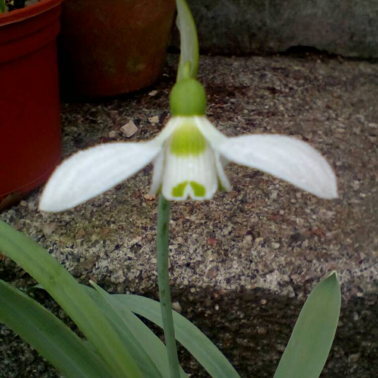 Plant image Galanthus elwesii