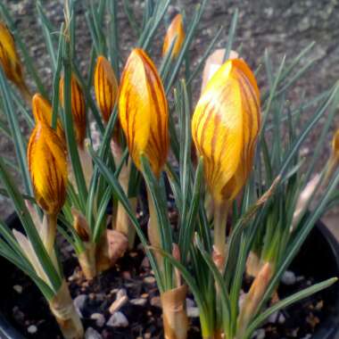 Crocus chrysanthus 'Advance'