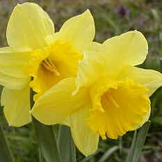 Narcissus 'Dutch Master'