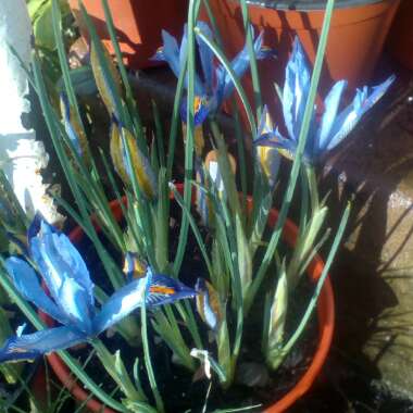 Iris 'Carolina' syn. Iris reticulata 'Carolina'