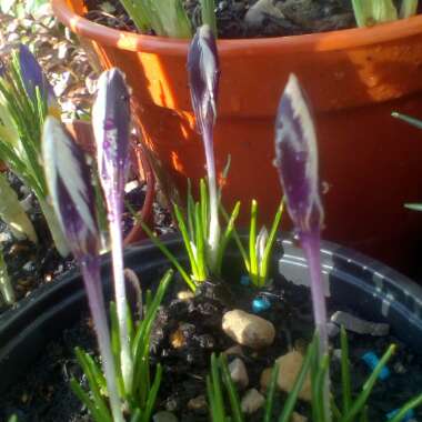 Crocus minimus 'Spring Beauty'