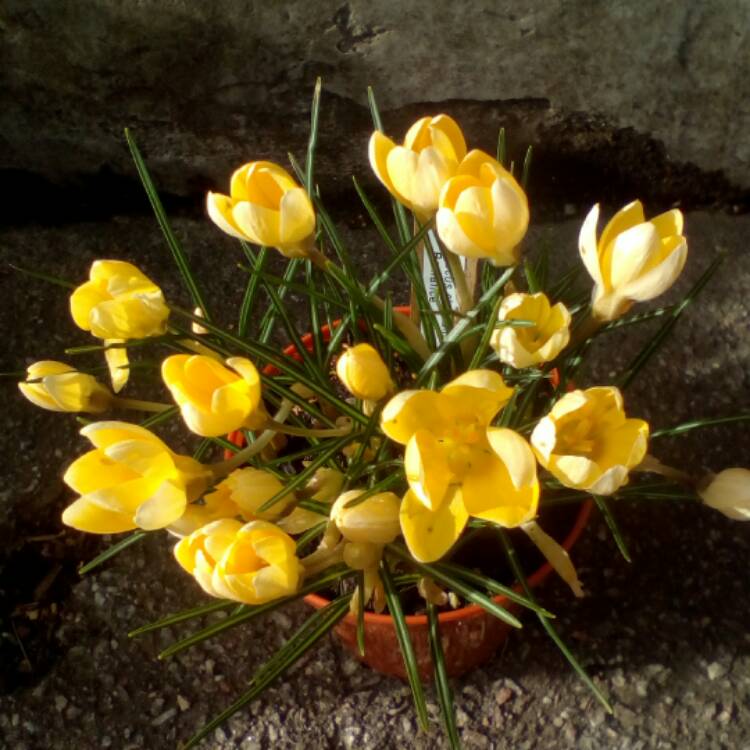 Plant image Crocus chrysanthus 'Romance'