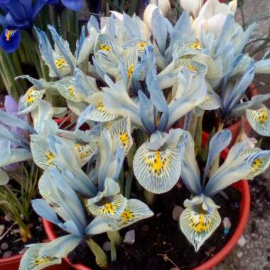 Iris 'Katharine Hodgkin' syn. Iris reticulata 'Katharine Hodgkin', Iris 'Injad Sherwood', Iris reticulata 'Injad Sherwood'