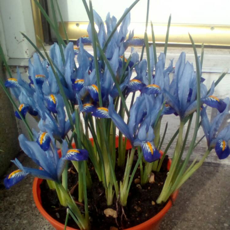 Plant image Iris 'Carolina' syn. Iris reticulata 'Carolina'