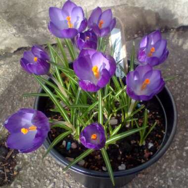 Crocus tommasinianus 'Ruby Giant'