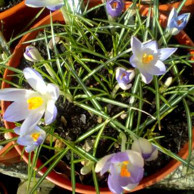 Crocus tommasinianus 'Lilac Beauty'