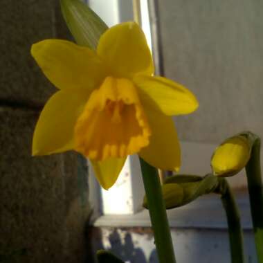 Narcissus 'Tête-à-Tête'