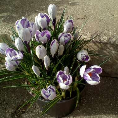 Crocus vernus 'King of the Striped'