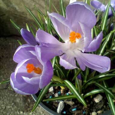 Crocus vernus 'Grand Maitre'