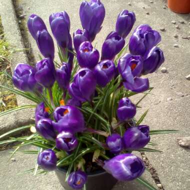 Crocus vernus 'Flower Record'