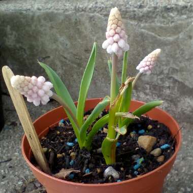 Muscari 'Pink Sunrise'