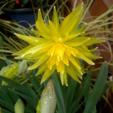 Narcissus 'Rip van Winkle' syn. Narcissus 'Plenus'