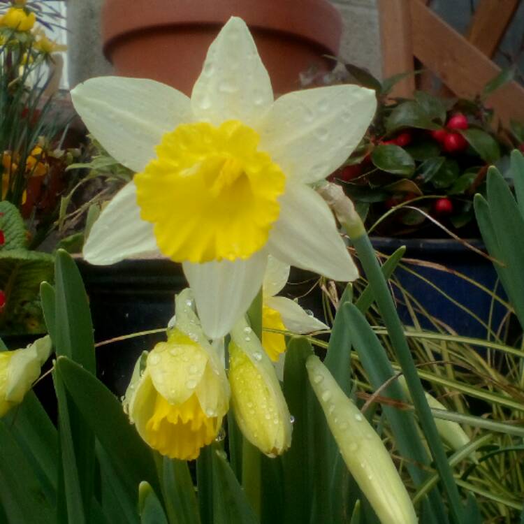 Plant image Narcissus 'Topolino'