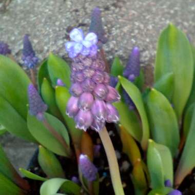 Muscari latifolium