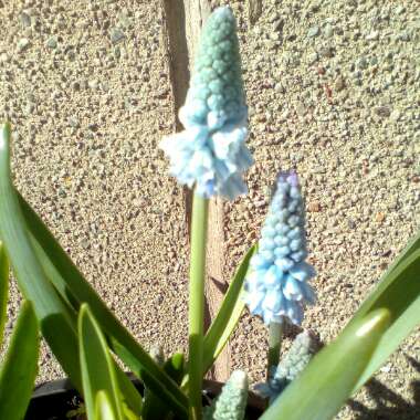 Pseudomuscari azureum syn. Muscari Azureum