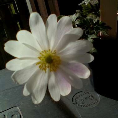 Anemone blanda 'White Splendour'