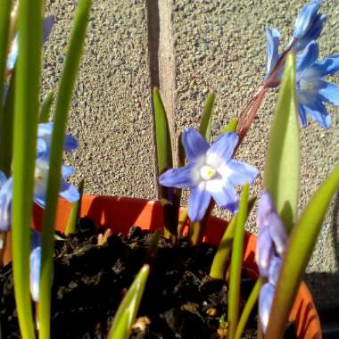 Chionodoxa luciliae (Boiss) syn. Scilla luciliae