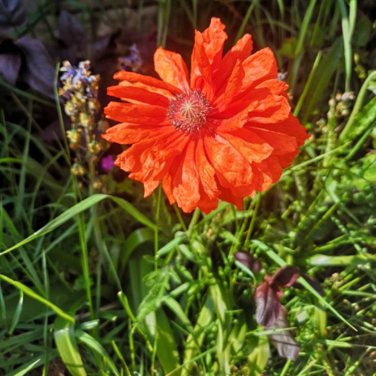 Plant image Papaver orientale 'Pizzicato' (Mix)